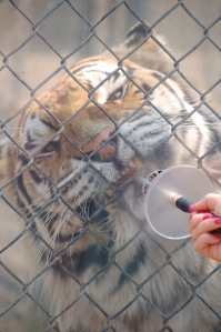 A tiger gets a treat at the Cat Tales tiger rescue center.