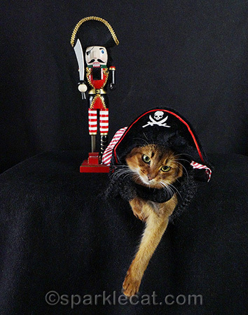 I think my human has enough photos of me in this getup to last the next 10 years!
