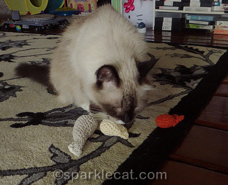 She can't decide which one to play with first