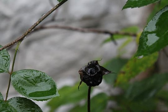 also on the rogue rosebush