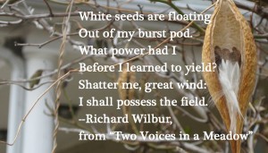 Two Voices in a Meadow