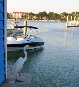 Egret at Boat House