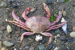 Penn Cove Crab