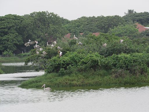 Adyar-Tholkappiya-Poonga-Park-Chennai-India-4