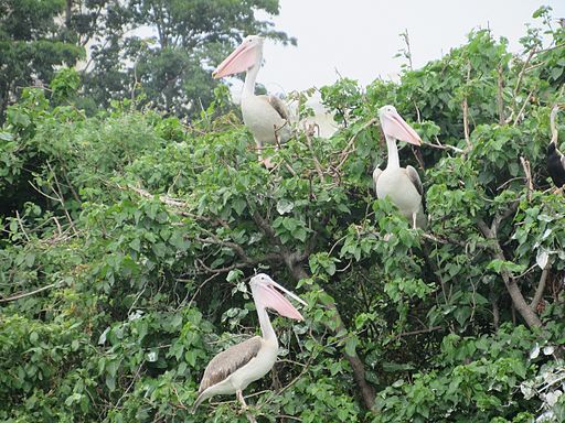 Adyar-Tholkappiya-Poonga-Park-Chennai-India-2
