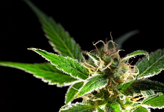 Jack Herer II