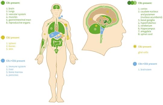 articles-endocannabinoid-system_text_2