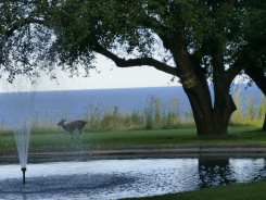 Frolicking