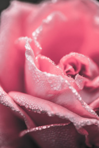 rose-765487_1280
