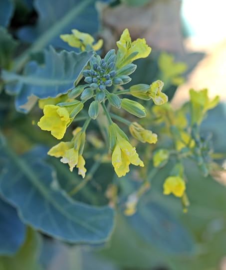 Broccoli Blossom