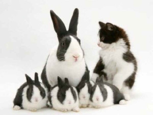 A - humor - Rabits