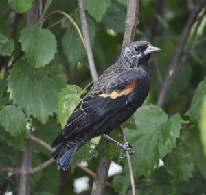 Redwing_Blackbird