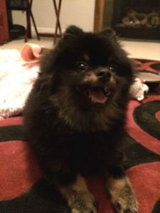 Happy Sumo