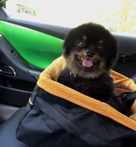 Happy Car Sumo