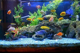 Aquarium