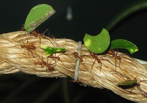Leafcutter ant