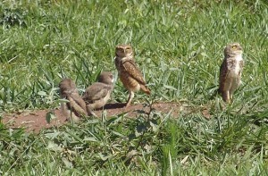 A family of burrowing owls.