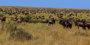 Wildebeest in Masai Mara during the Great Migration