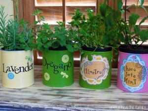 herbgarden11-300x225