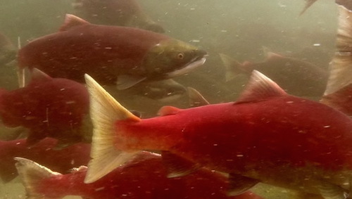 Salmon-Sockeye-school-in-river.jpg