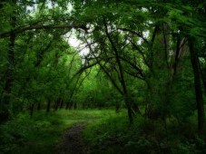 Green Forest