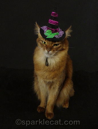 I look like a regular hat hating kitty here!