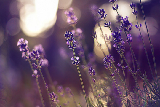 lavender dreams