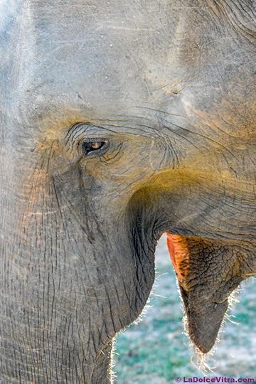 Post image for Udawalawe National Park Safari, Sri Lanka