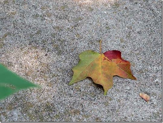 MapleLeaf