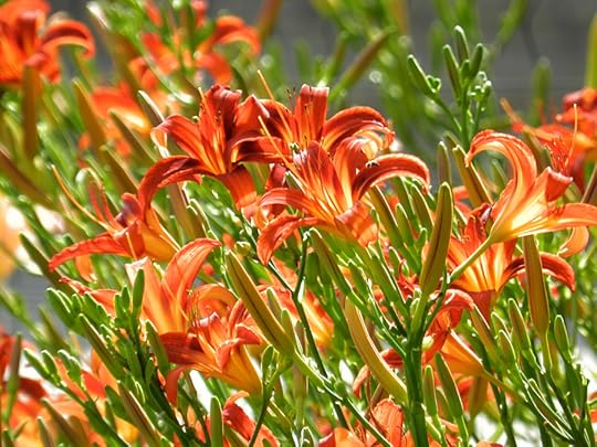 daylilies