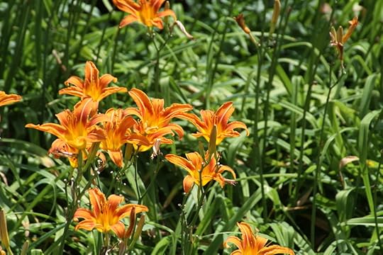 daylilies