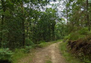 Part of my track through the forest.