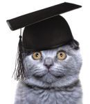 Smartie cat