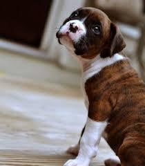 Image result for dogs for apartments