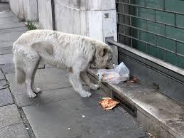 Image result for stray dogs