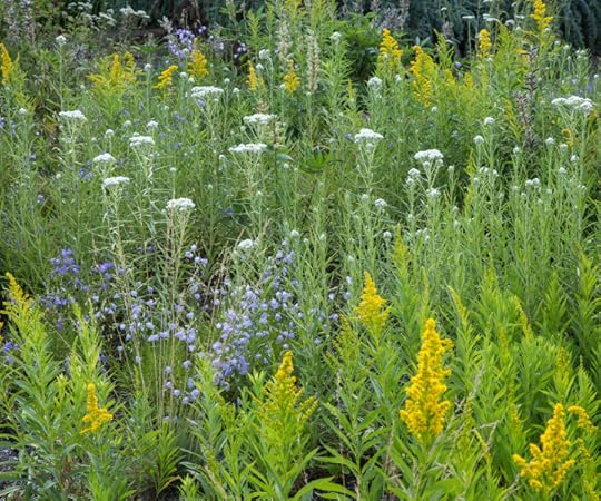 Late season pollinator plants