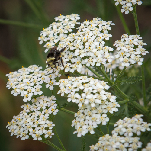 Achillea millefolium var. occidentalis