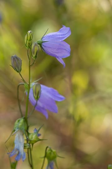 048_Campanula rotundiflora sRGB
