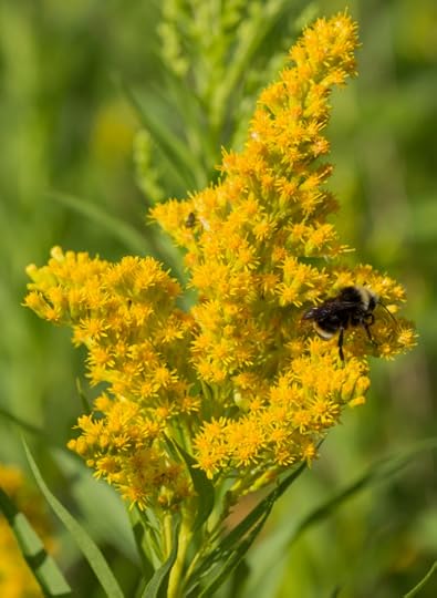 Solidago canadensis