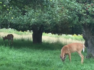 Deer in the Catskills