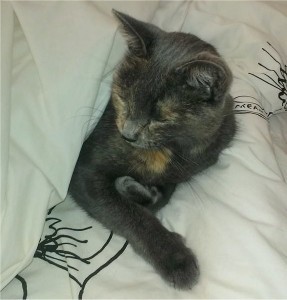 Cats are masters at resting. Look at Jasmine. Resting. (Photo mine)