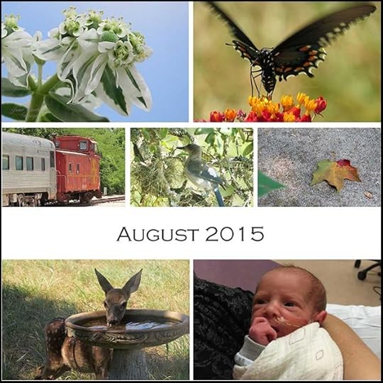 AUG_Collage