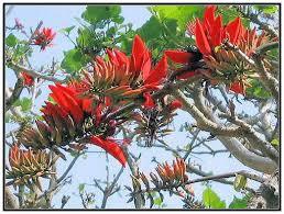 Thu goi (29.8 cây vông)