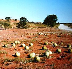 Citrullus_lanatus_var._citroides