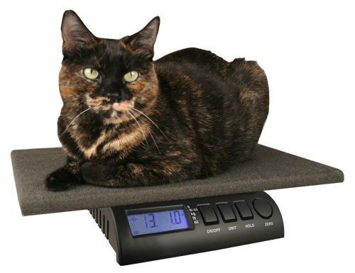 tortoiseshell-cat-on-scale