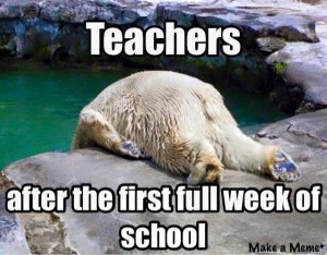 polar bear