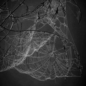 SpiderWebB:W