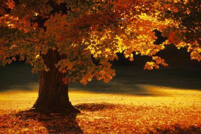 Maple-Autumn