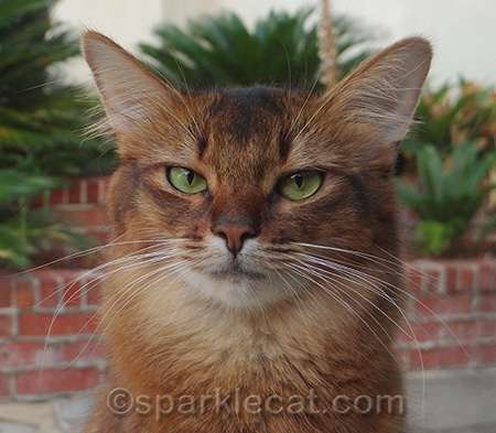 Sparkle was right about this Happy Cat Month thing