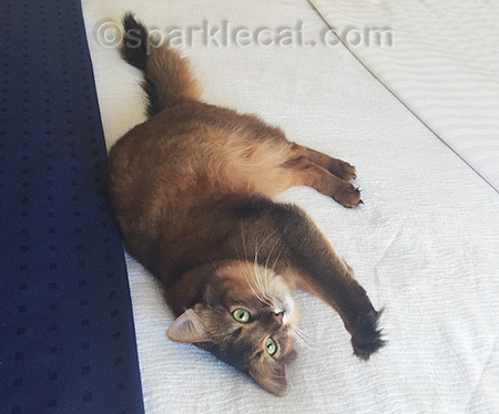There's nothing like rolling around on a fresh bed